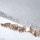 Illustration for article titled The most spectacular wild animal photos of the year
